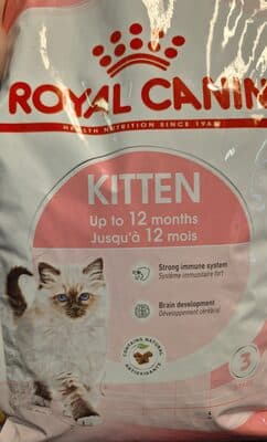 kitten 12mois