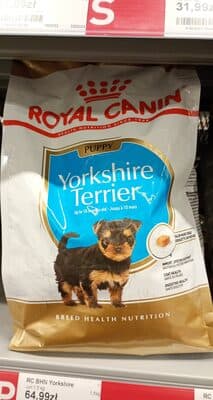 yorkshire puppy
