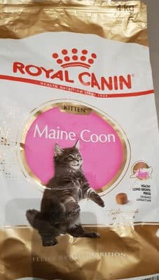 Maine Coon Kitten