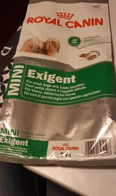 Mini exigent small dog