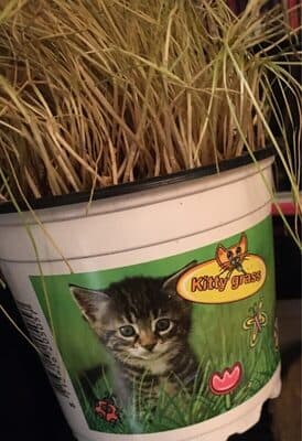 Herbe a chat