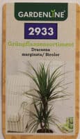Dracaena marginata/ Bicolor