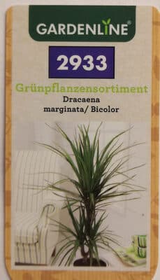 Dracaena marginata/ Bicolor