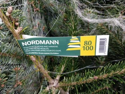 Sapin Nordmann 80-100 cm