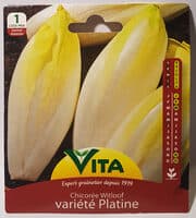 Chicorée Witloof Variété Platine