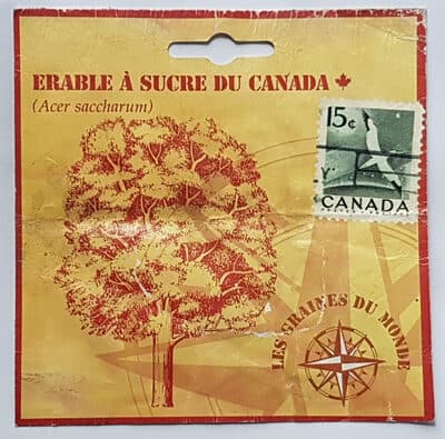 Erable à sucre du Canada