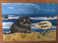 3D-Postkarte „Robbe“