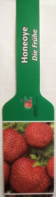 Erdbeerpflanzen Honeoye - Die Frühe