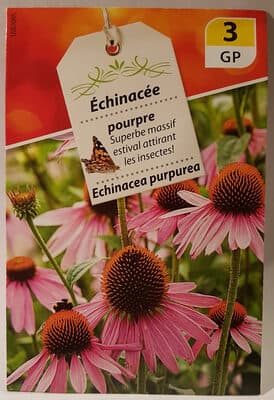 Échinacée pourpre