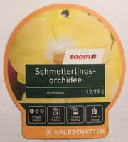 Schmetterlingsorchidee