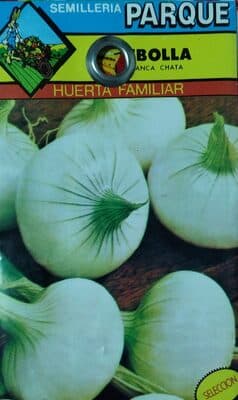 Semillas de cebolla blanca chata