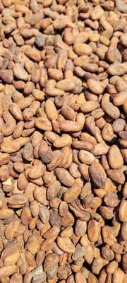 Feves de cacao fermenter