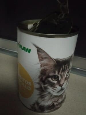 Comida para gatos