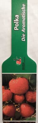 Erdbeerpflanzen Polka - Die Aromatische