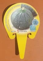 Courgette